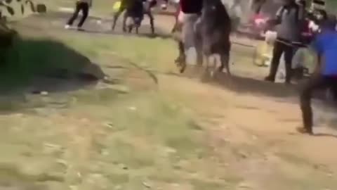 Funny donkey rides for girls