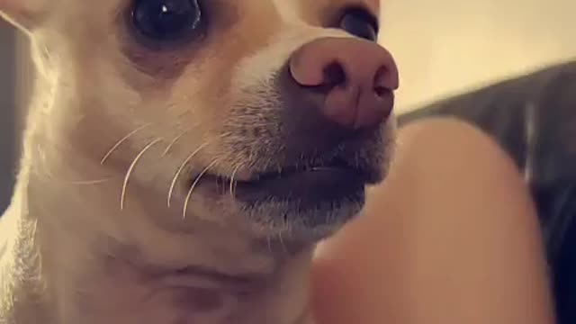 Rocky The Chihuahua