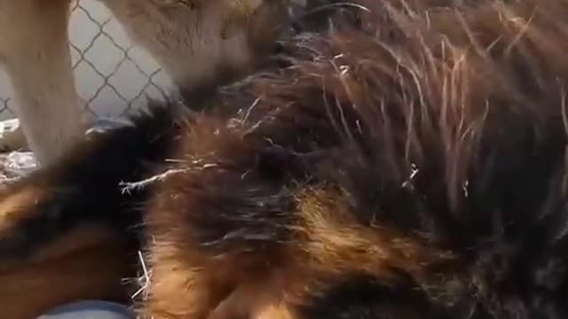 The she-wolf gives the Tibetan mastiff a full-body massage