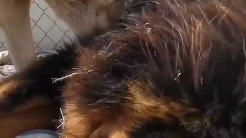 The she-wolf gives the Tibetan mastiff a full-body massage