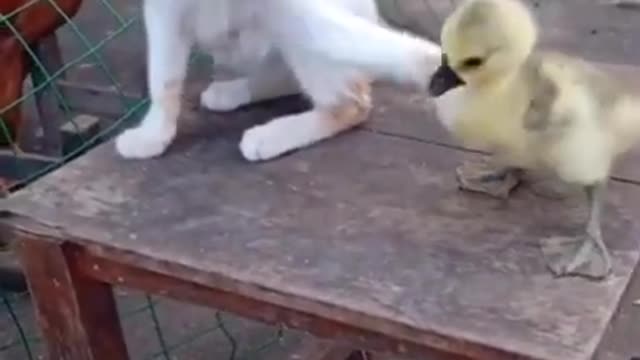Funny Cat Video # cat # Funny # Trending # shorts #