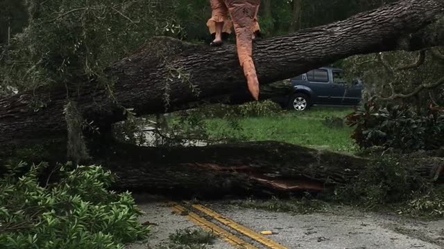 T-Rex Climbs a Tree