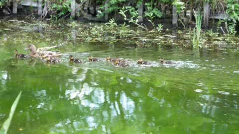 Duck Family, Swimming