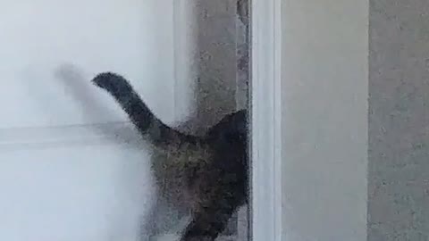 Cat Opens Door