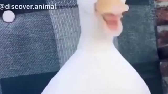 cute pets