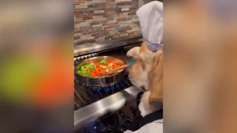 Dog Making The Food, Dog Make Food, Food, Dog Video