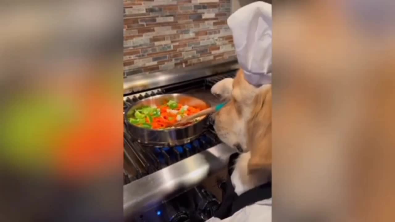 Dog Making The Food, Dog Make Food, Food, Dog Video