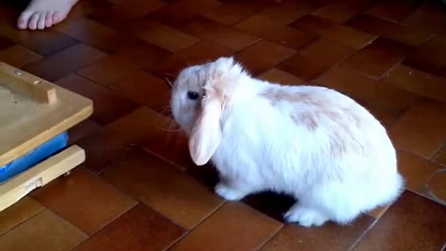 BUNNY POP