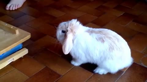 BUNNY POP