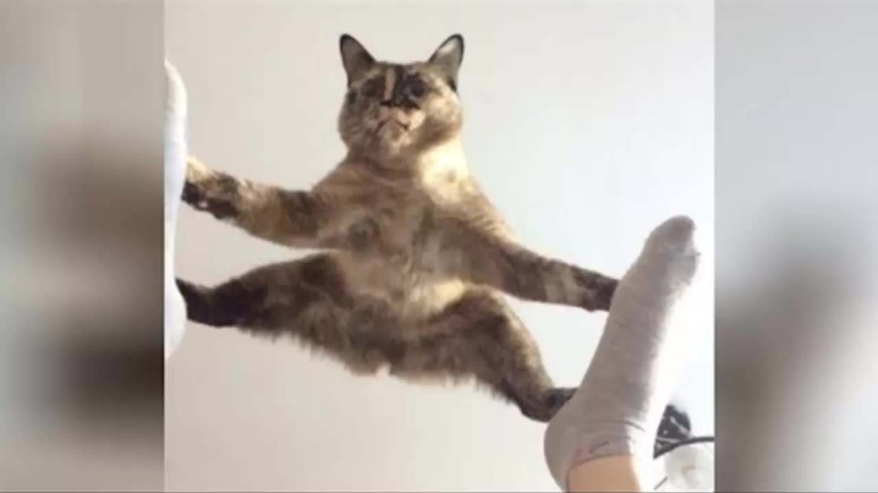 Vídeo muito engraçado e divertido de gatinhos