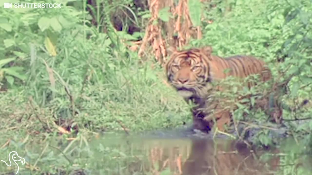 Tigers Aren't Here For Our Selfies