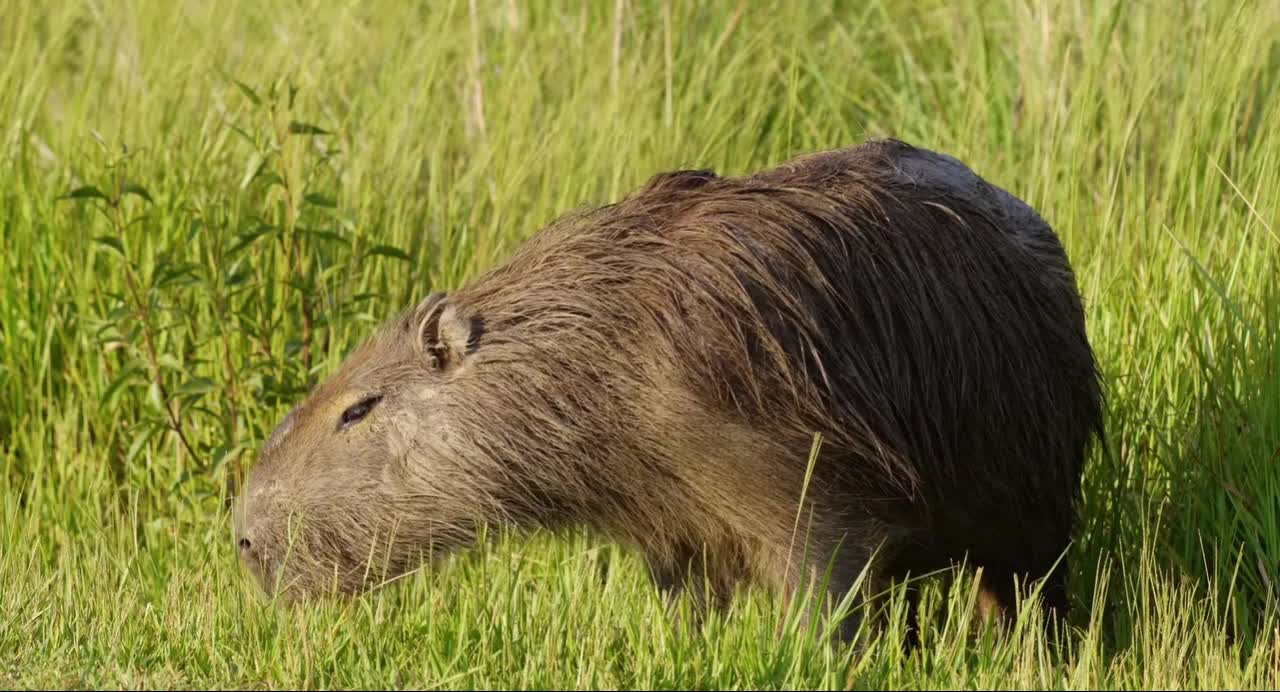 Amazing Wildlife Of Africa in.clips.cHgsHC