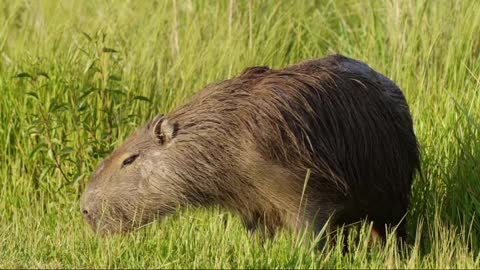 Amazing Wildlife Of Africa in.clips.cHgsHC