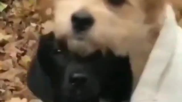 Cute and Funny Dog Compilation shorts