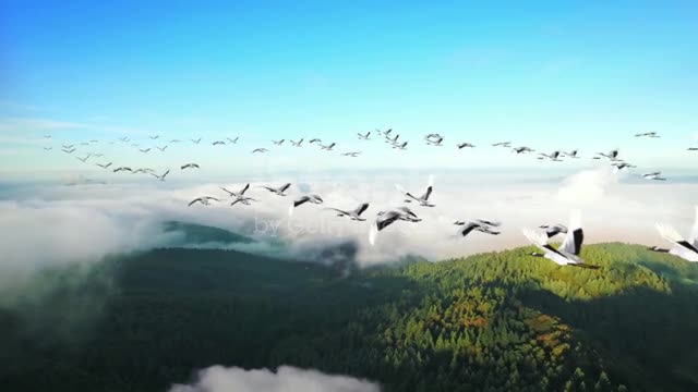 FLIGHT WITH BIRDS. Common Cranes | Wildlife World