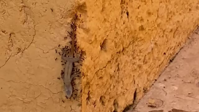 Funy ants carrying up a dead lizard (Cute Video)