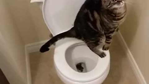 Cat using toilet and flushes