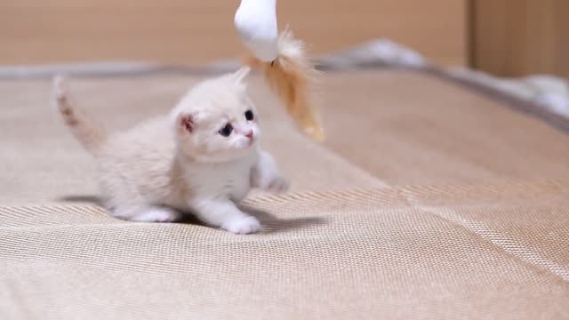 Milky white Manji Kangying short kitten playing with cat stick