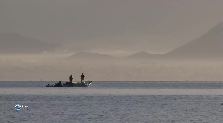 Herons steal fish from fishermen's nets