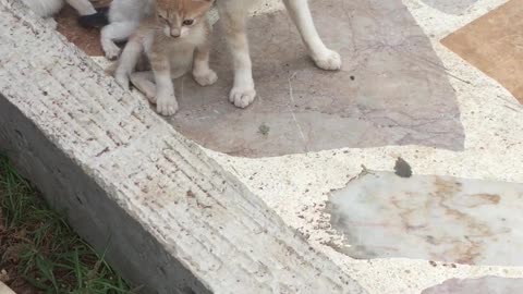 The cat with her children to breastfeed