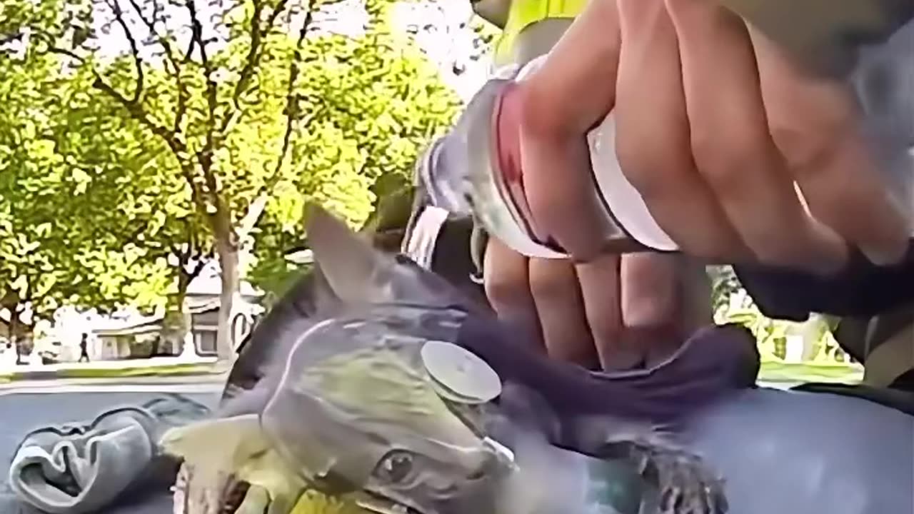 Firefighter saved the kitten's life😍