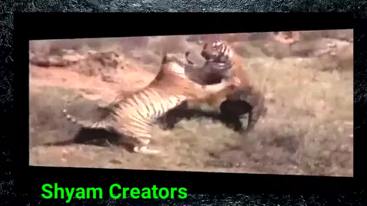 WILD ANIMALS FIGHT