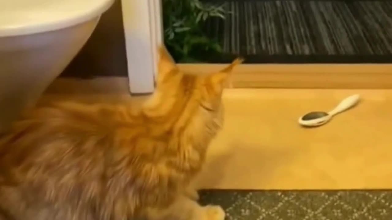 Cute chaos daily! 🐾😄 #cats #shorts #viral #pets #reels