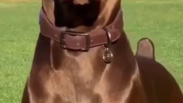 Talking Dogs - A Funny Talking Dog Video