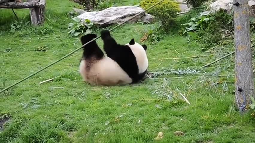 kungfu Panda