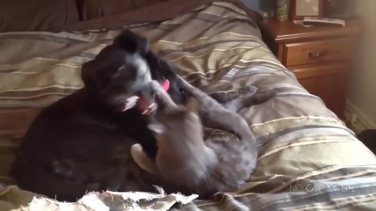 Funny Cats and Dogs Compilation