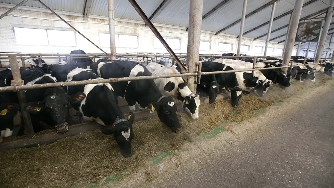 cows eat silage on a farm