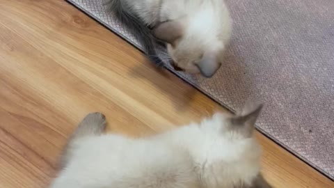 Little kittens playing soccer