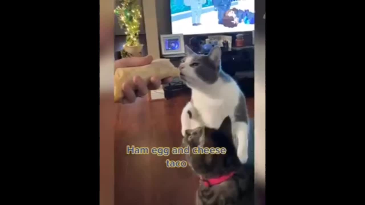 The cat hate the food