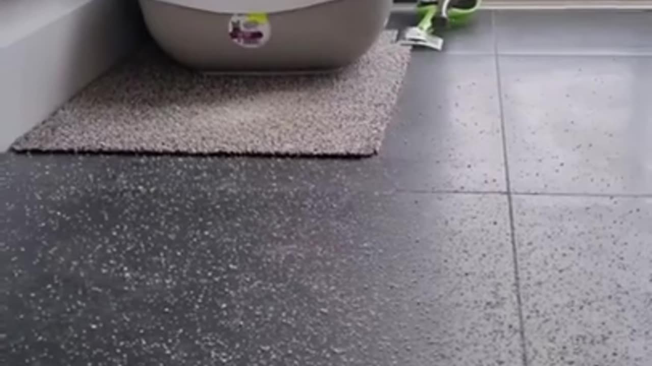 Funny And Cute Animals Short #70