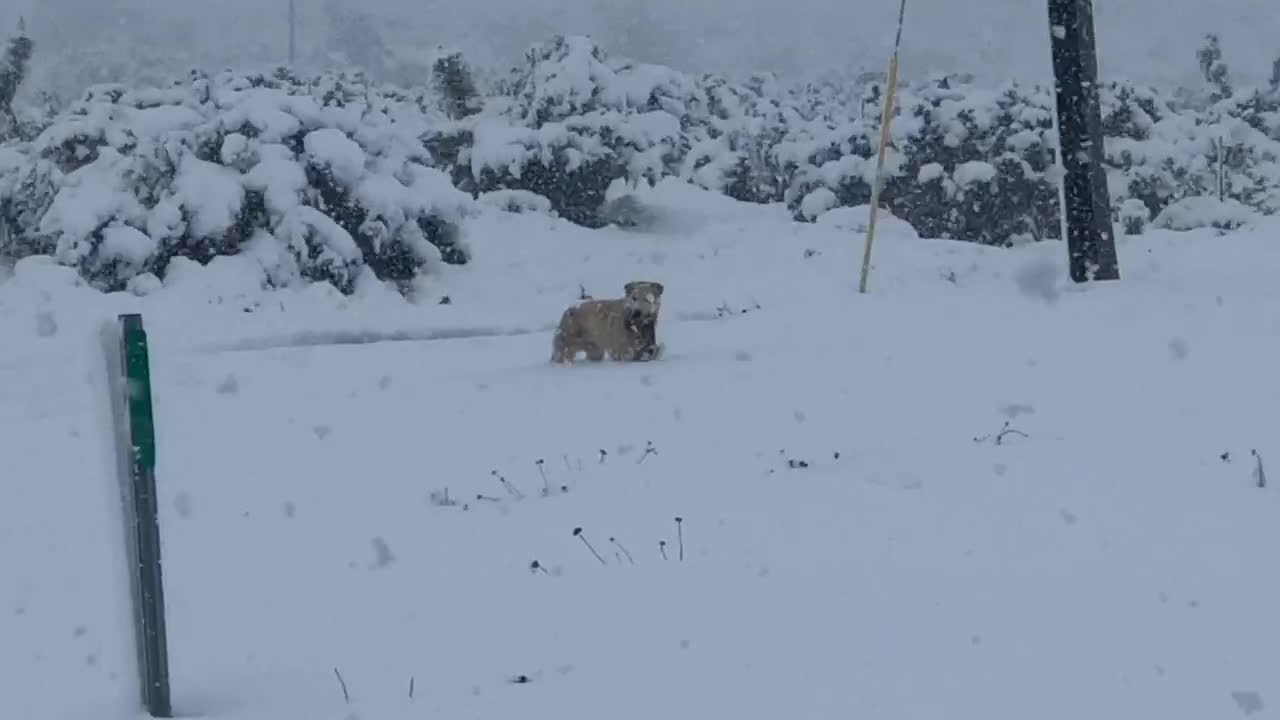 Dog Carries Puppy Through Deep Snow