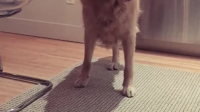 Golden retriever with three legs enjoys watching owner throw balls around