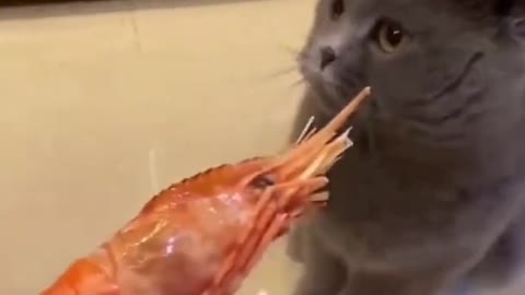 Cat funny video with fish