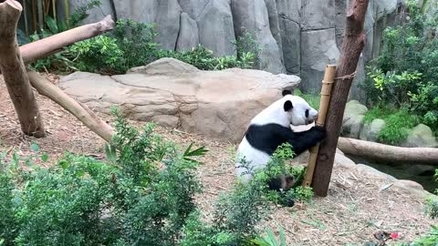 Cute panda enjoying the food