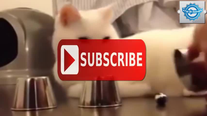 Funny Cat Video- Smartest Cat in the World 2022