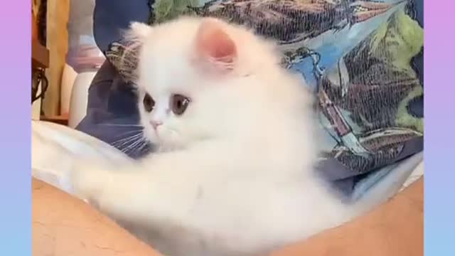 Cute cat best funny video cat