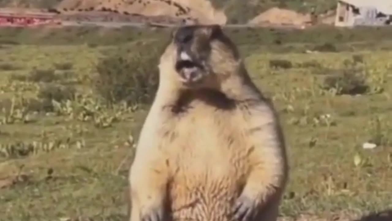 Funny animals 😂😂😂😂