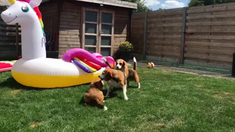 Top 10 Beagle Dog Parties Ft.louie & Marie