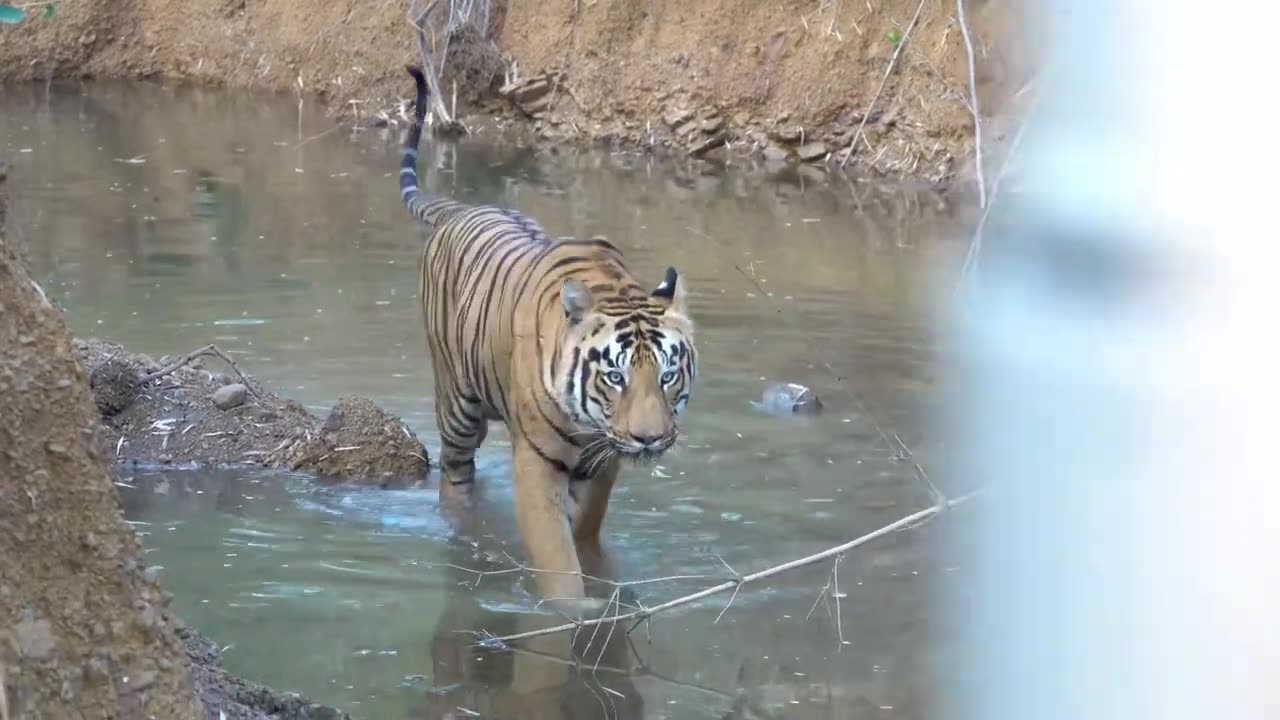 forest #tiger #animals #safari #