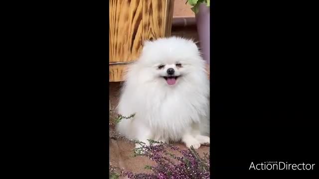 Cute Baby dogs!! cute baby dogs videos, cute baby dogs funny videos!!...