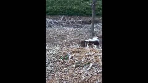 the best funny videos of cats and dogs