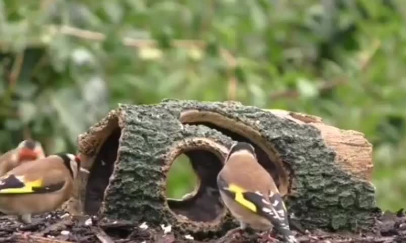 Beautiful bird sounds 2