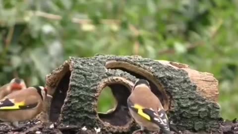 Beautiful bird sounds 2