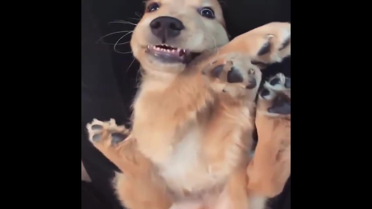 dog funny moment new