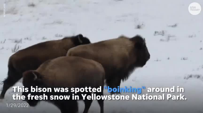 Bison in Yellowstone excitedly prances in fresh snow