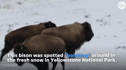 Bison in Yellowstone excitedly prances in fresh snow